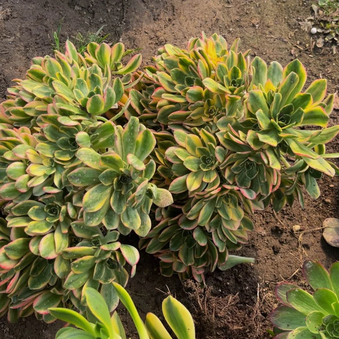 甜茶多肉植物捧花的