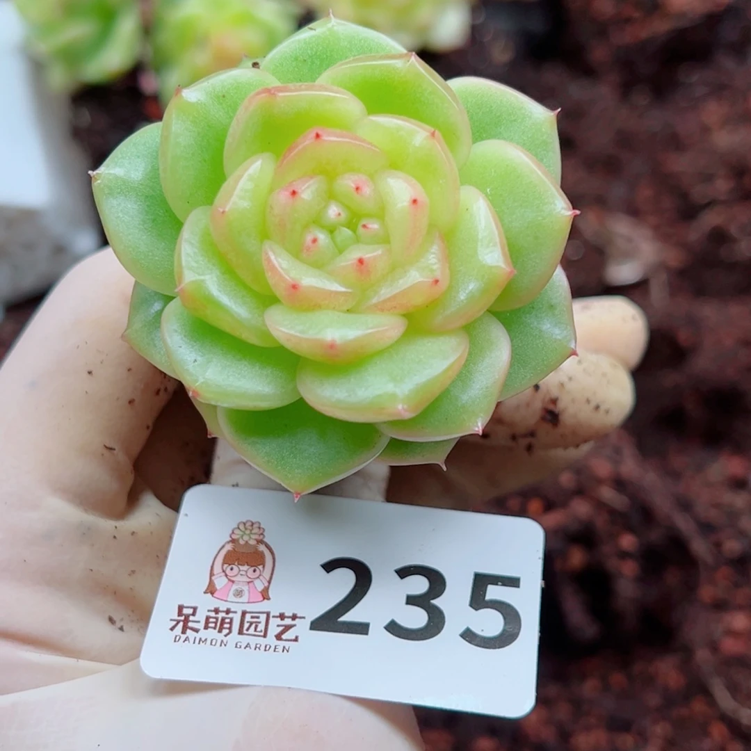 多肉植物多肉植物