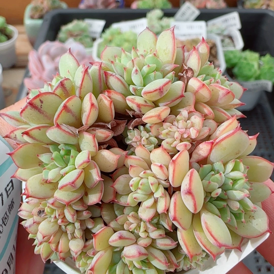花语逸镜0917-100甜茶