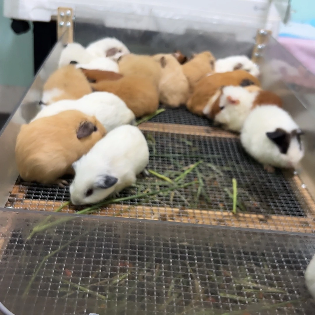 奶黄加州弟弟338可爱