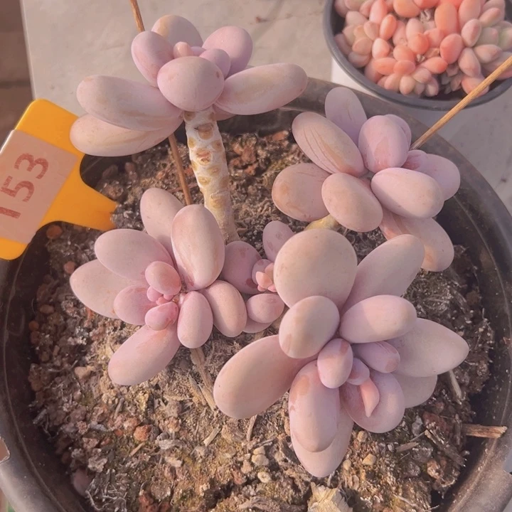 健健康康平平安安