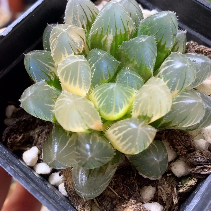 巨大赤线玉露锦带盆土发货