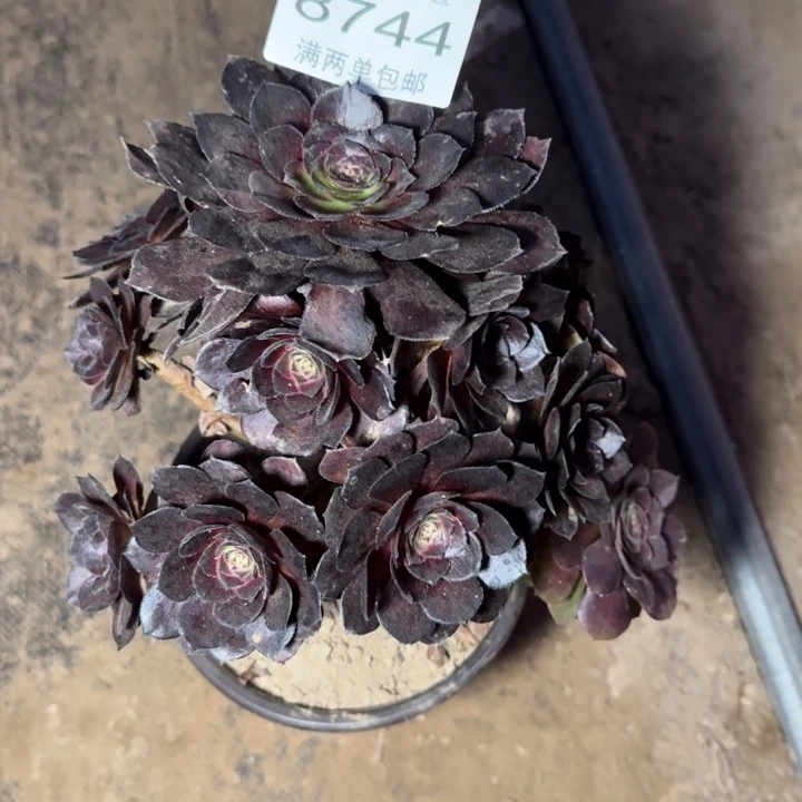 8744黑美人多肉植物