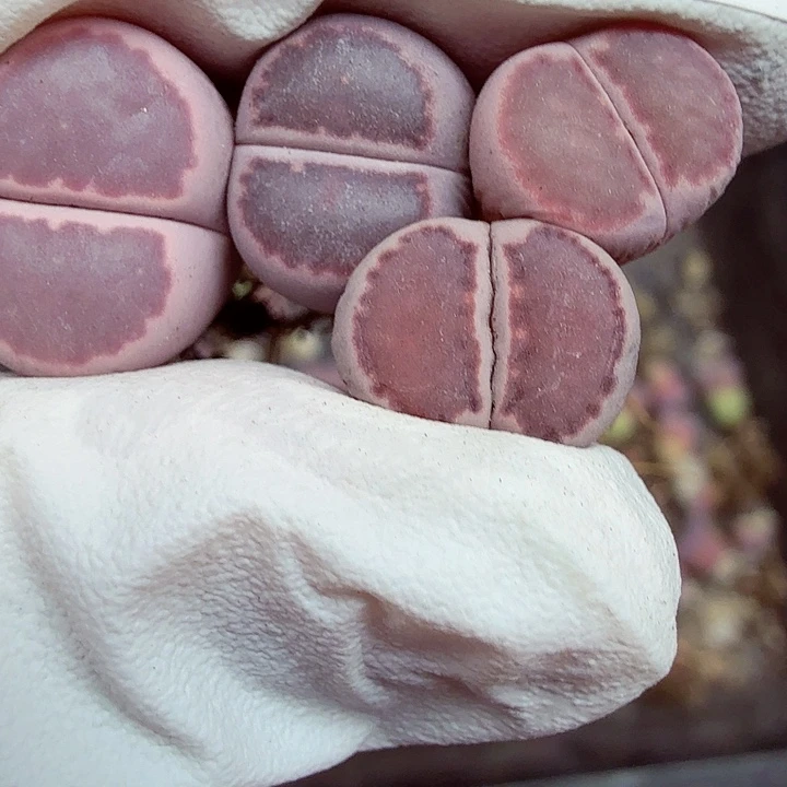 不能给孩子买什么了么268哈哈