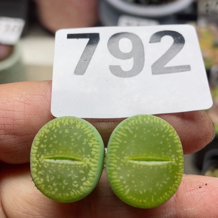 792绿光阳两颗l l