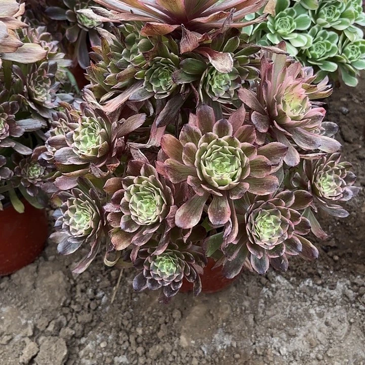 多肉植物奥黛丽5