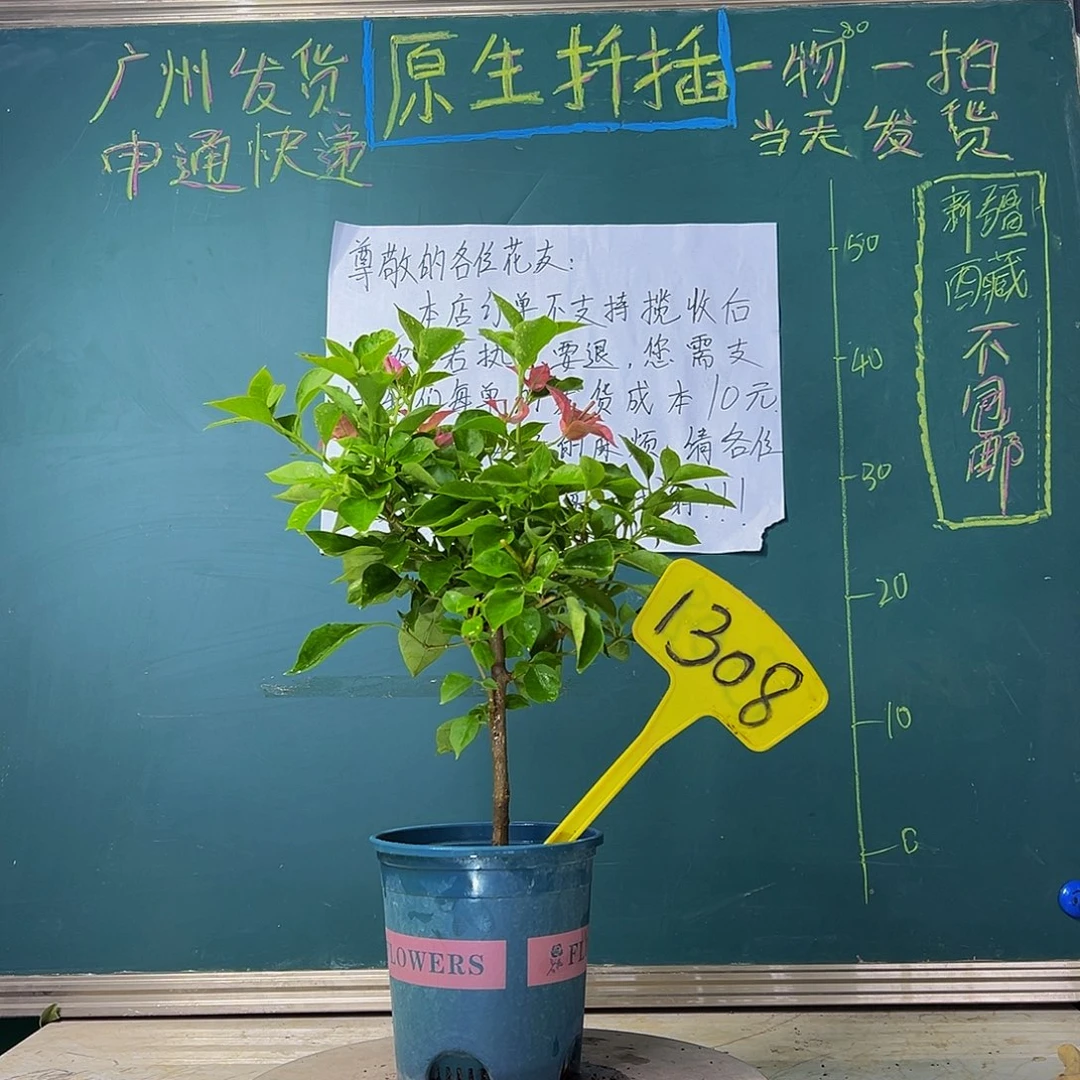当前无花栽培后可以开花  佩德罗  1308