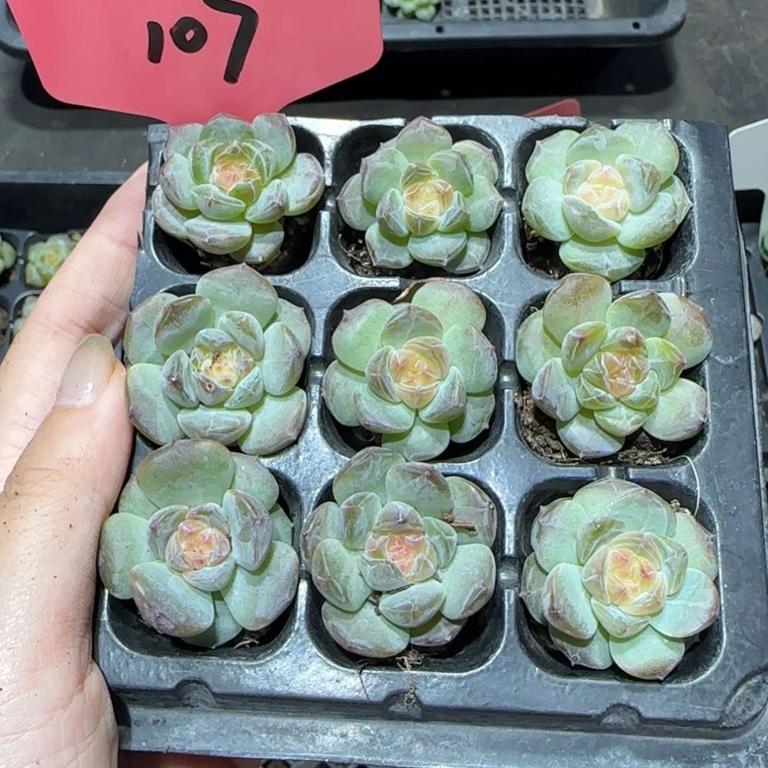 107满38包邮➗偏远发货后不退