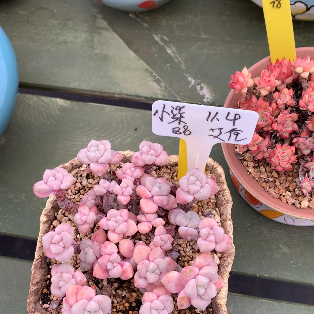 小***柒我们家的小仙女们