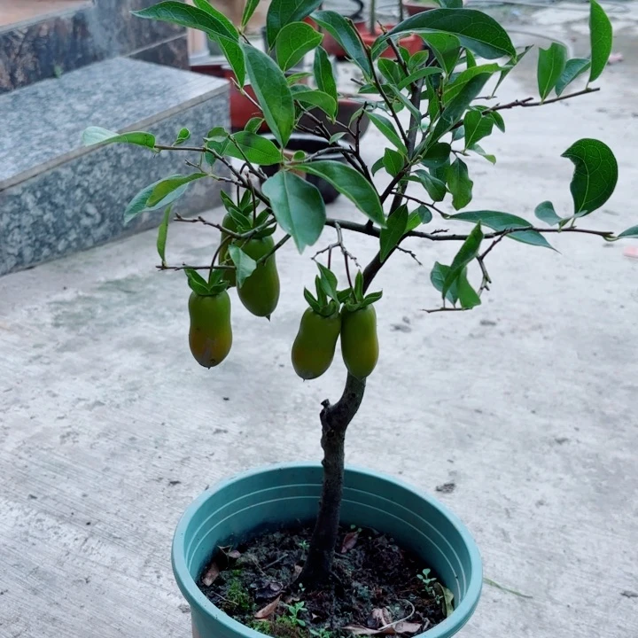 无花朵4****0金弹子盆景树