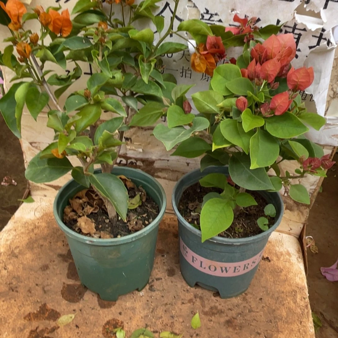 ****I当前无花栽培后可以开花1-5655