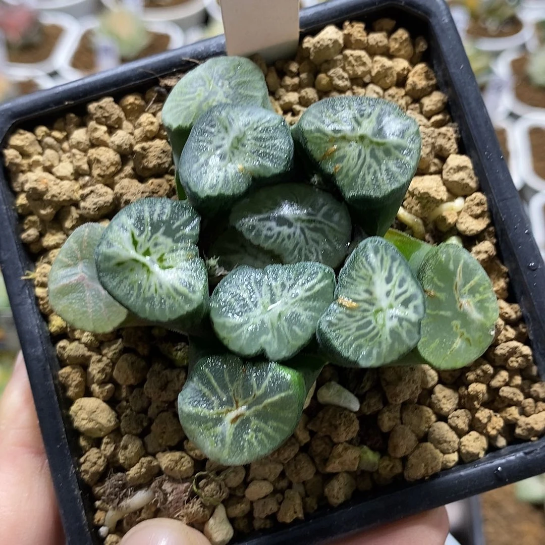 111翡翠龙哈哈哈哈哈
