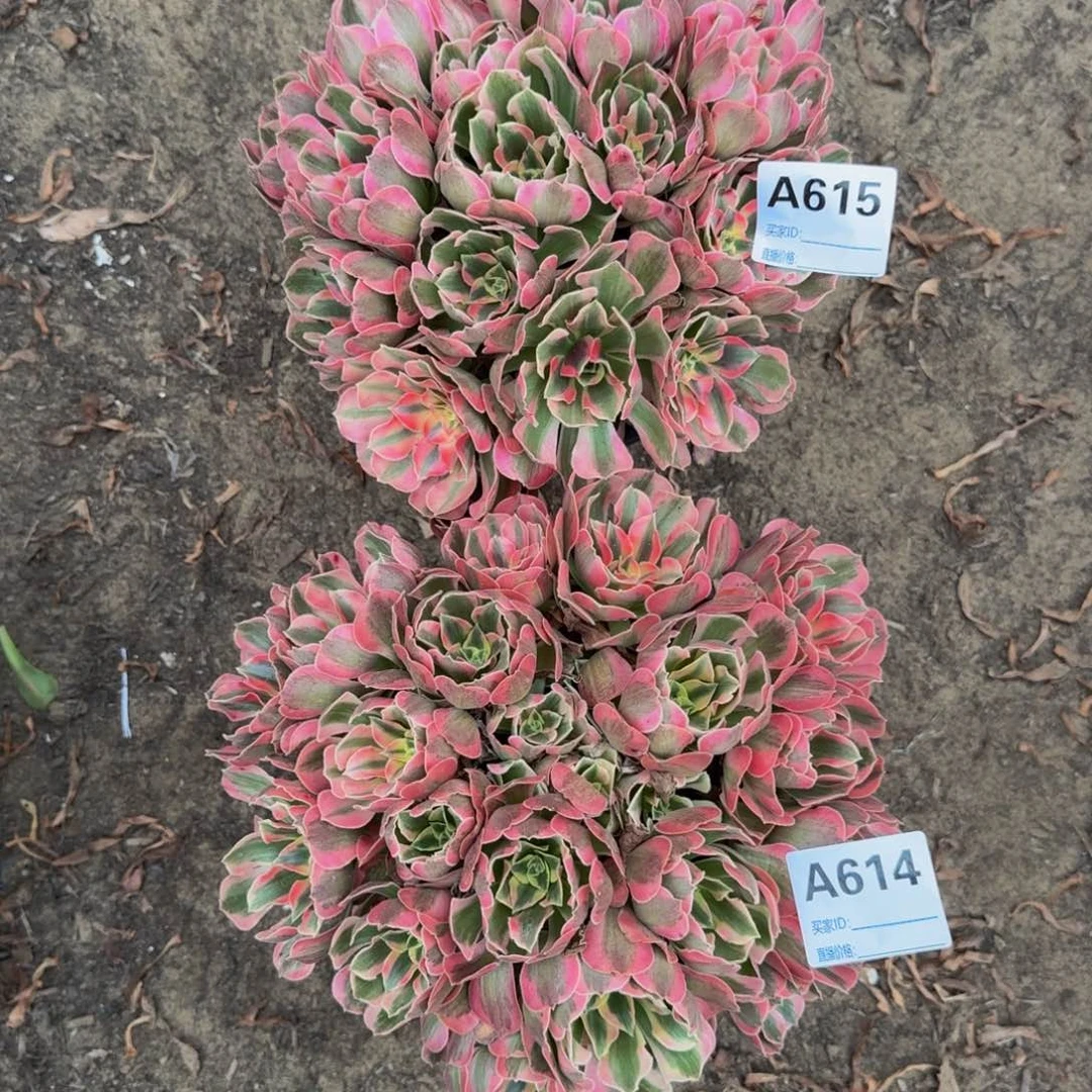 法师多肉不包损多肉615.614粉女郎