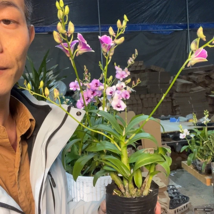瑞***奇全部花苞秋石斛粉黛4支花原盆