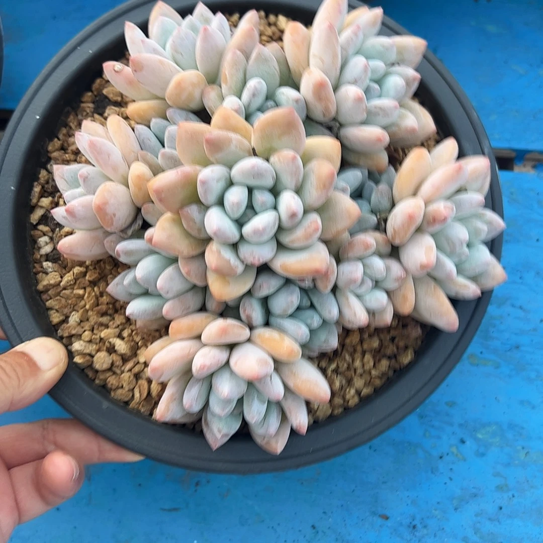 香水老桩多肉植物