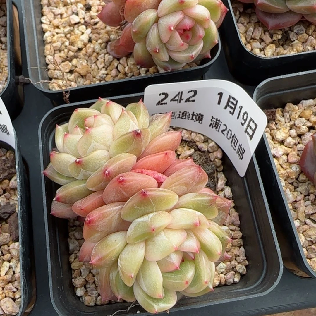 花语逸镜0119-242晴川