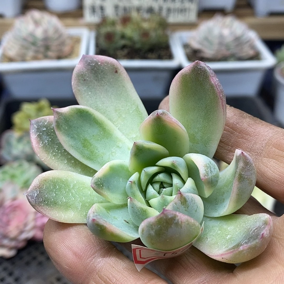 13152 西施覆轮锦头盖