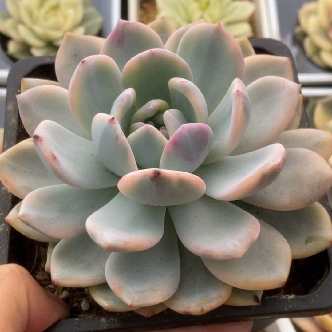 298橙子锦锦锦锦锦锦锦锦