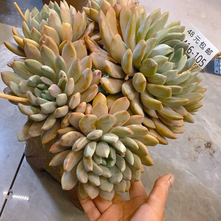 夏悦多肉0416-105美人