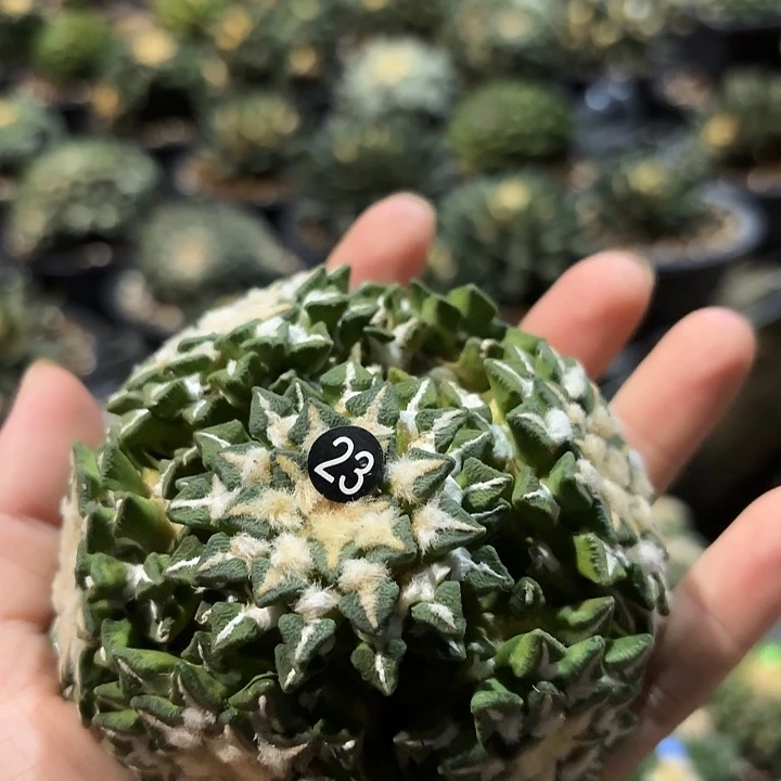 晓***风袖蒲苗接落地仙人球23