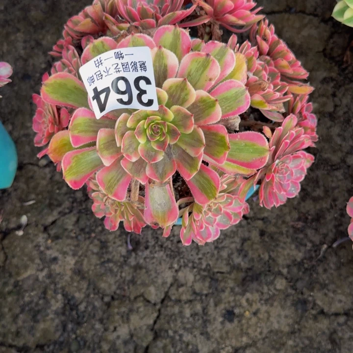 白月光花25-13包邮花花