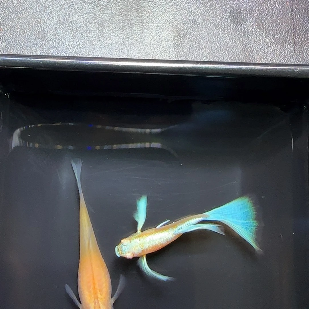 孔雀鱼蓝白飞船一对，三个月