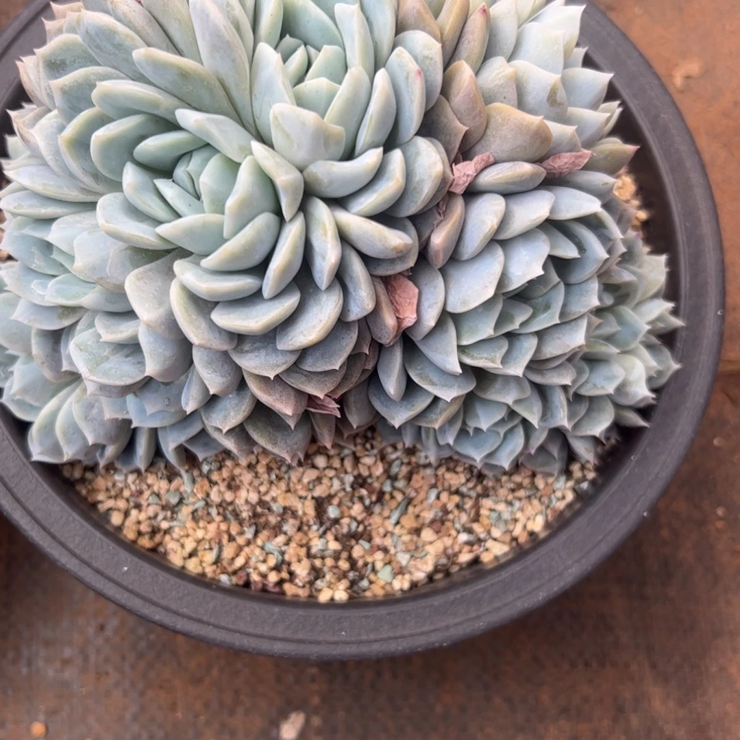 ?****9冰破一类杂交缀