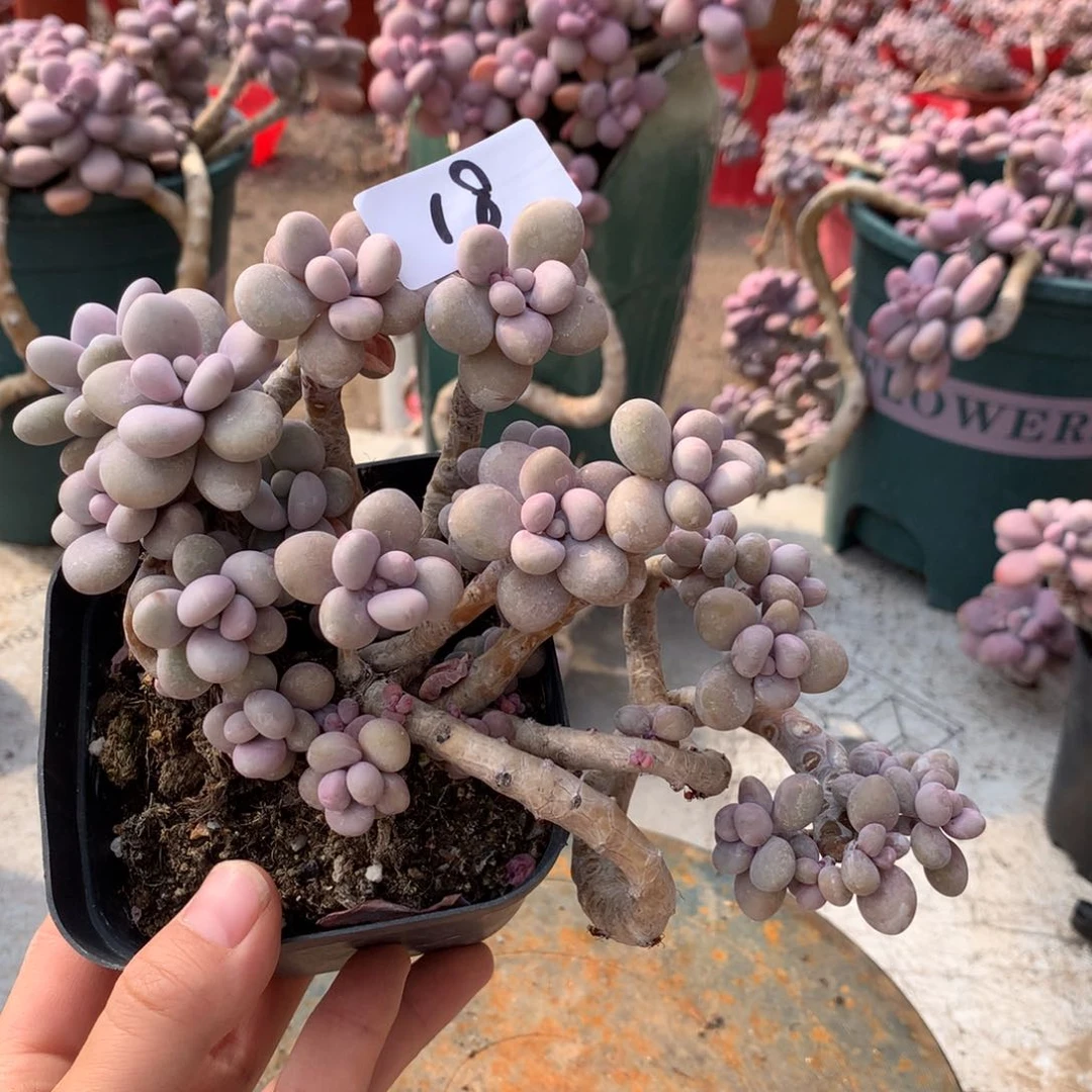 桃蛋老桩一处瑕疵18号