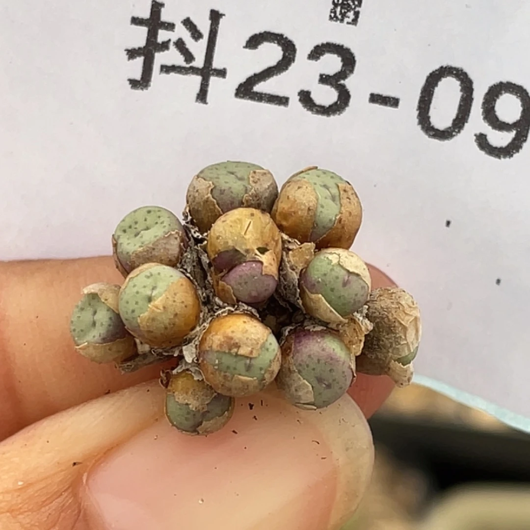 23-9小奶油嘴肉锥