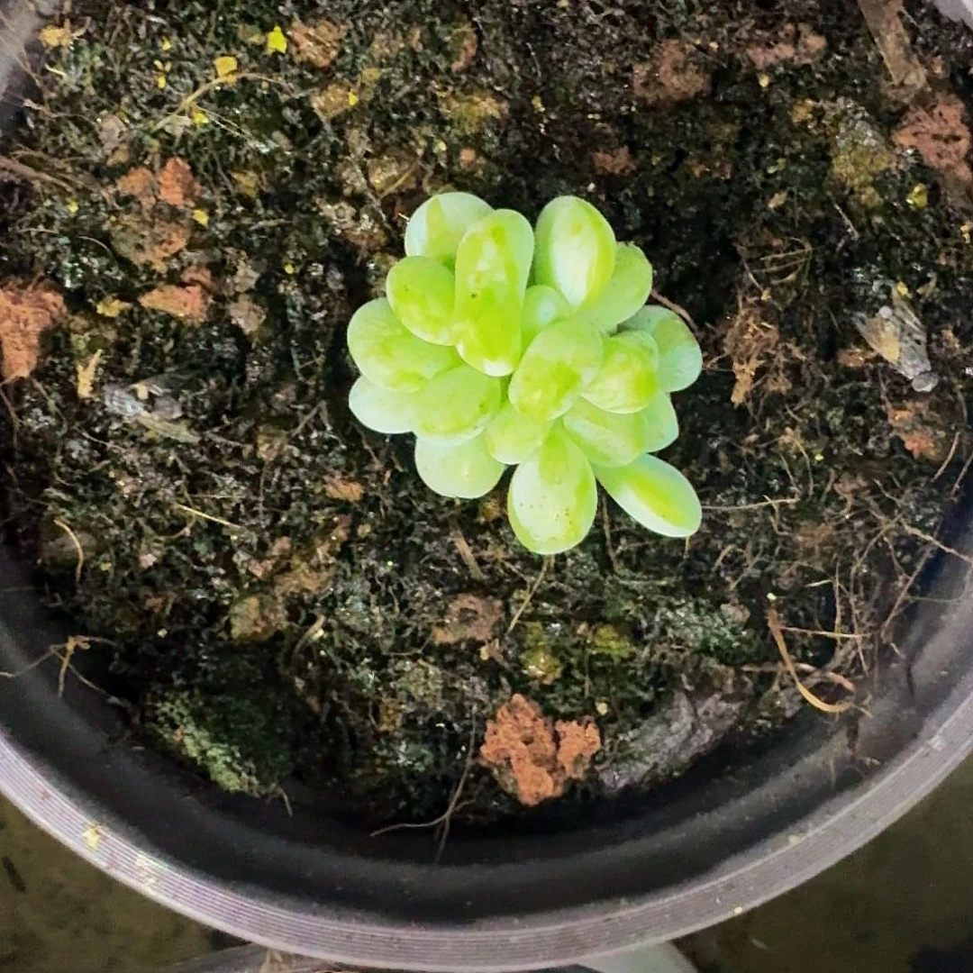 海妮亚 叶插 一物一拍