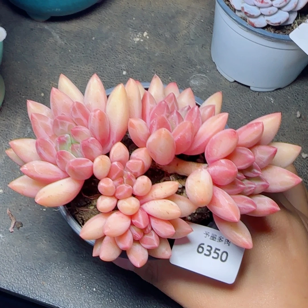 红蜻蜓，6350多肉植物