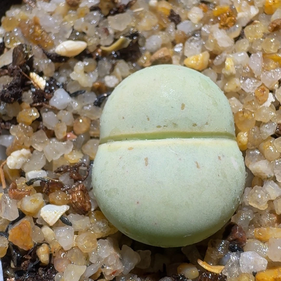 Ssss精品生石花840