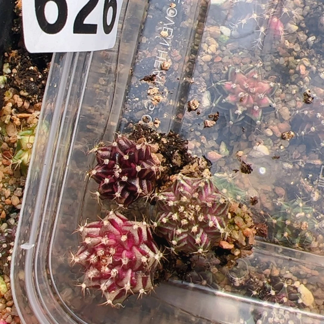 青***天当前无花栽培后可以开花626