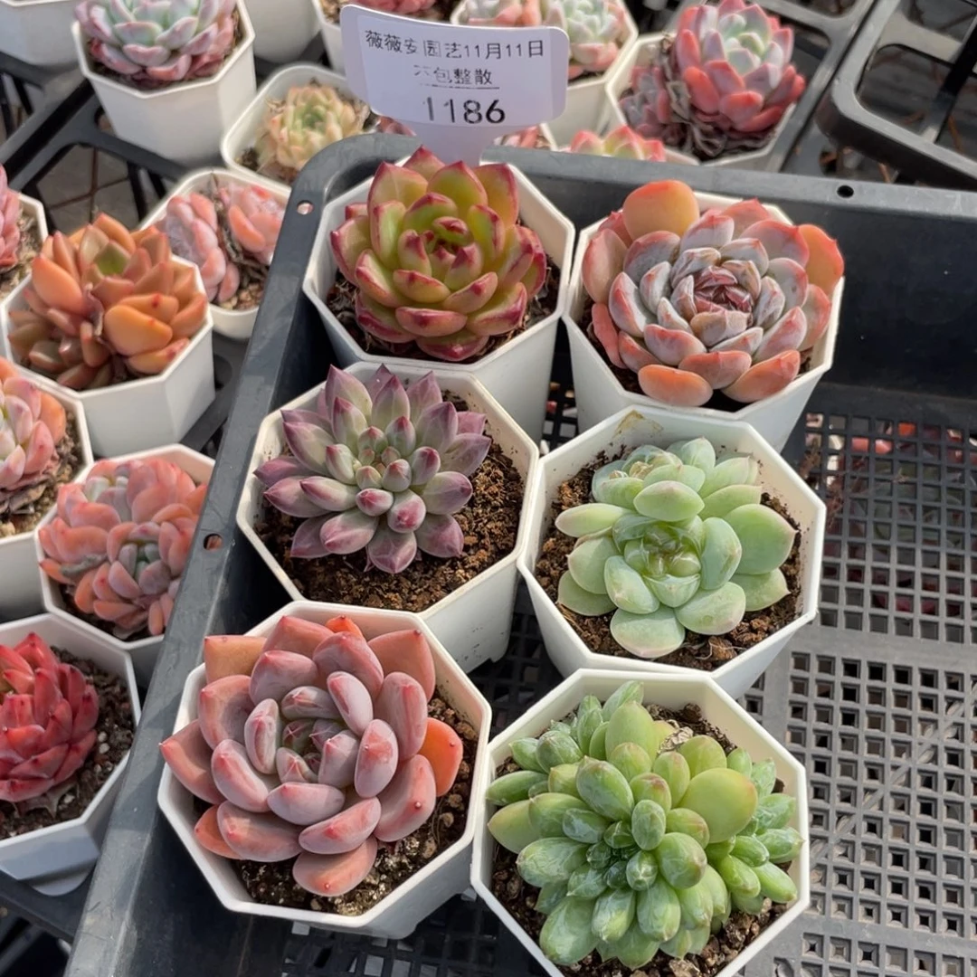 不包整散 盆子不售后1186