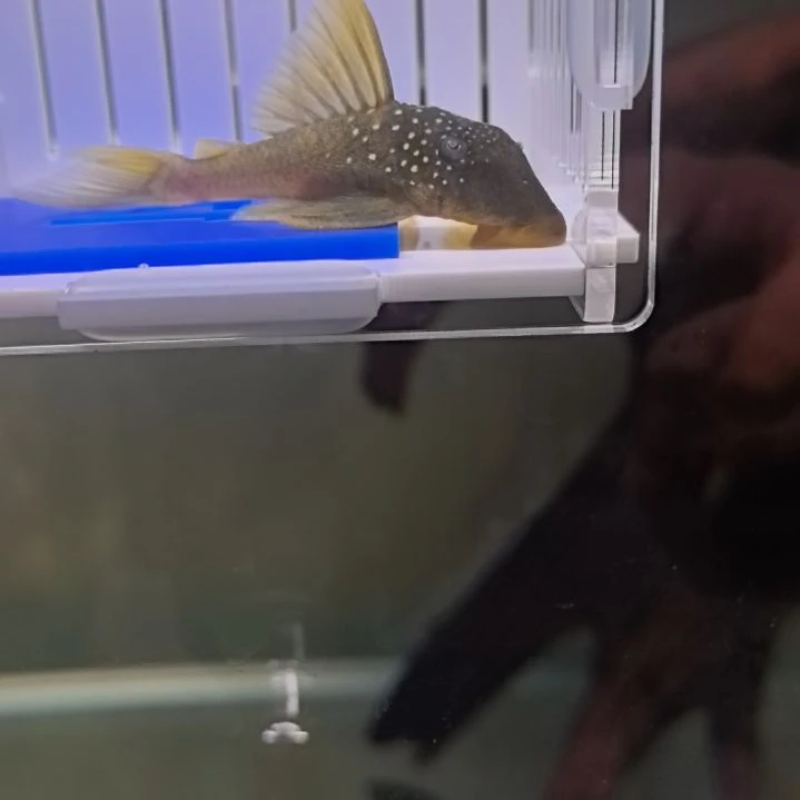 清道夫4 号，沙帆金钻，6.9cm，包邮包损