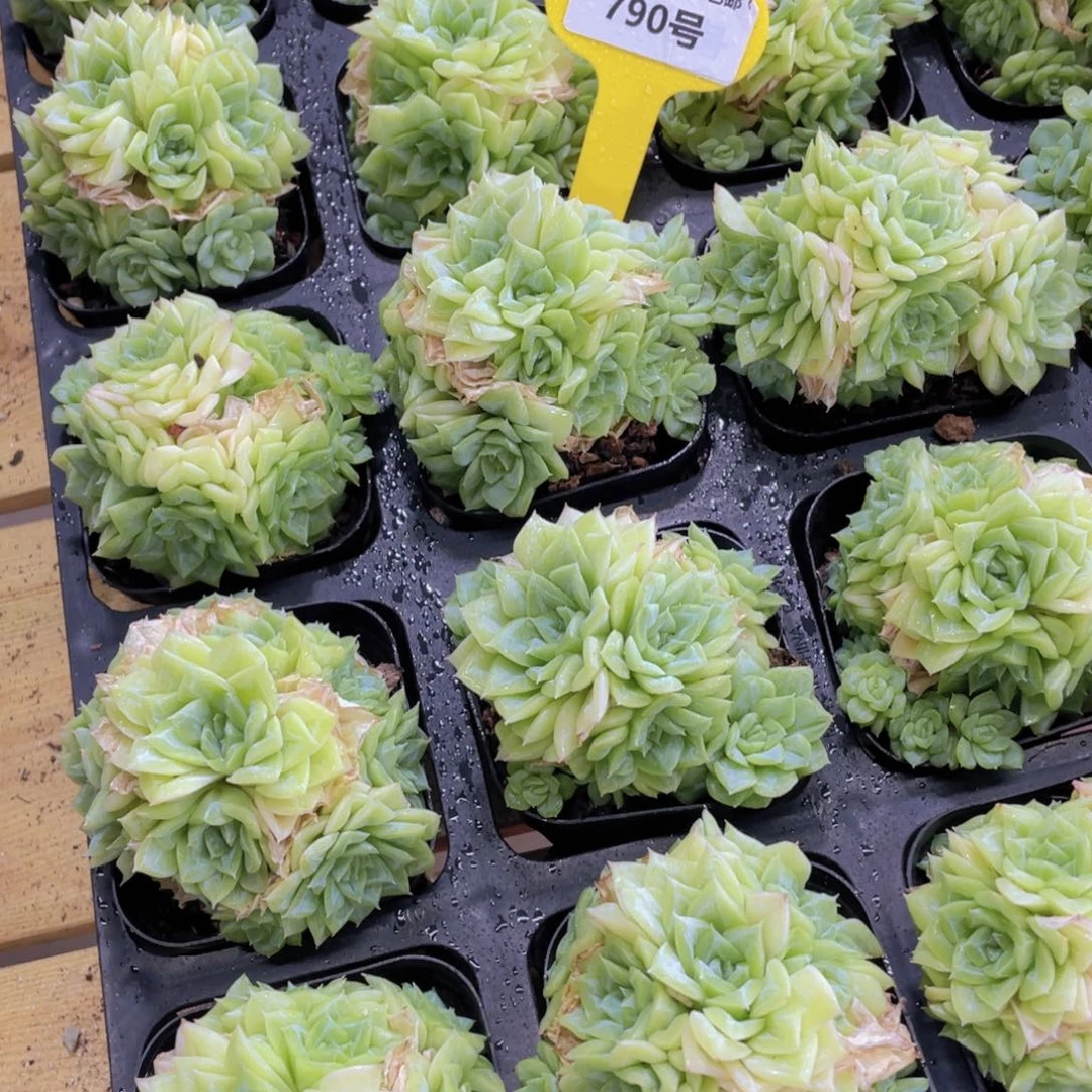 790号 精品白天鹅麦秆多头群一个