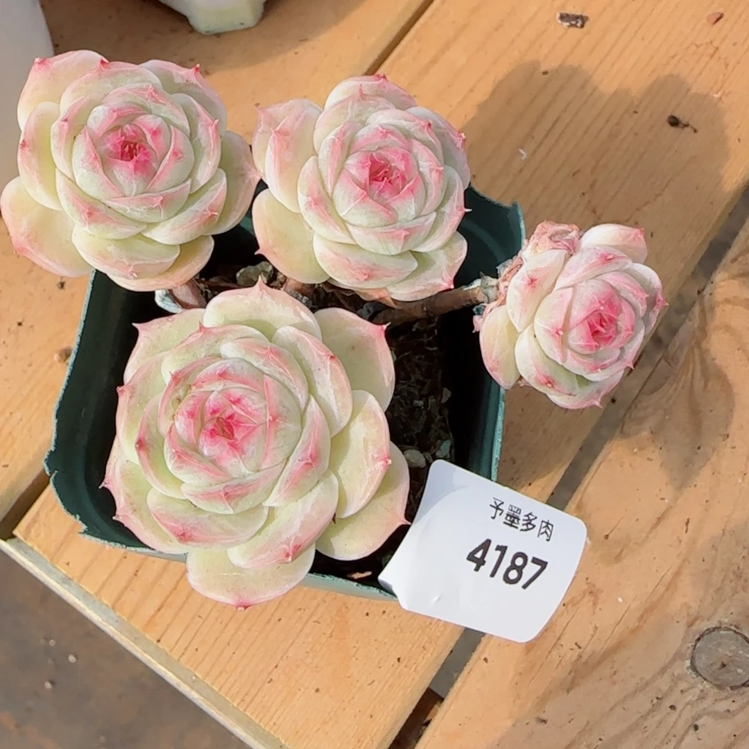 长杆白芷珍妮，4187多肉植物