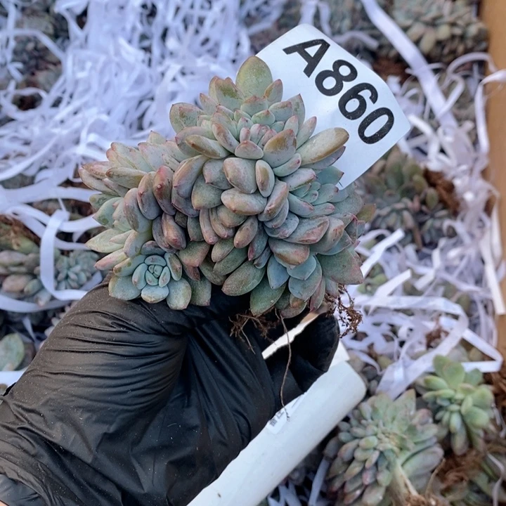 暖***Y860 石榴籽缀化哇哇哇