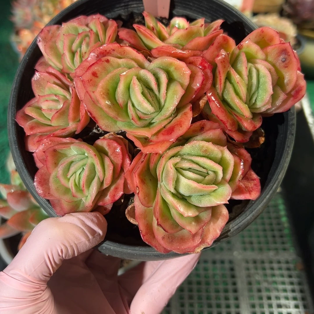 表妹精品多肉植物068.