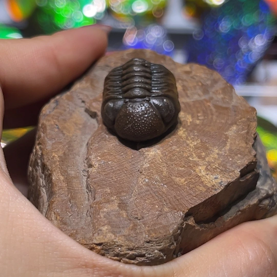 石材邓*摆件12345678