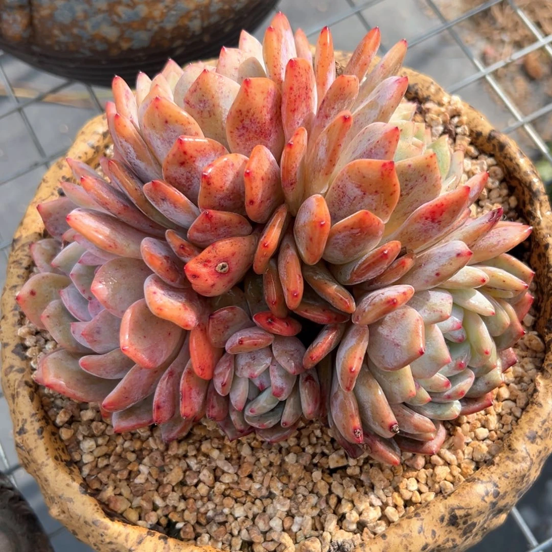 橙梦露（满38包邮）多肉