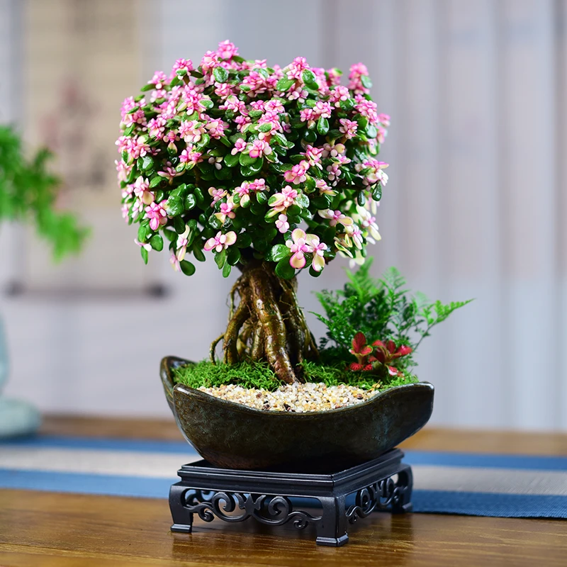 金枝玉叶老桩多肉植物室内办公室桌面绿植盆栽花卉四季好养带花盆