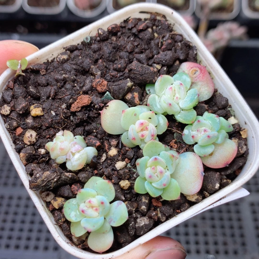 无花朵S57。  t0甜心yyyyy