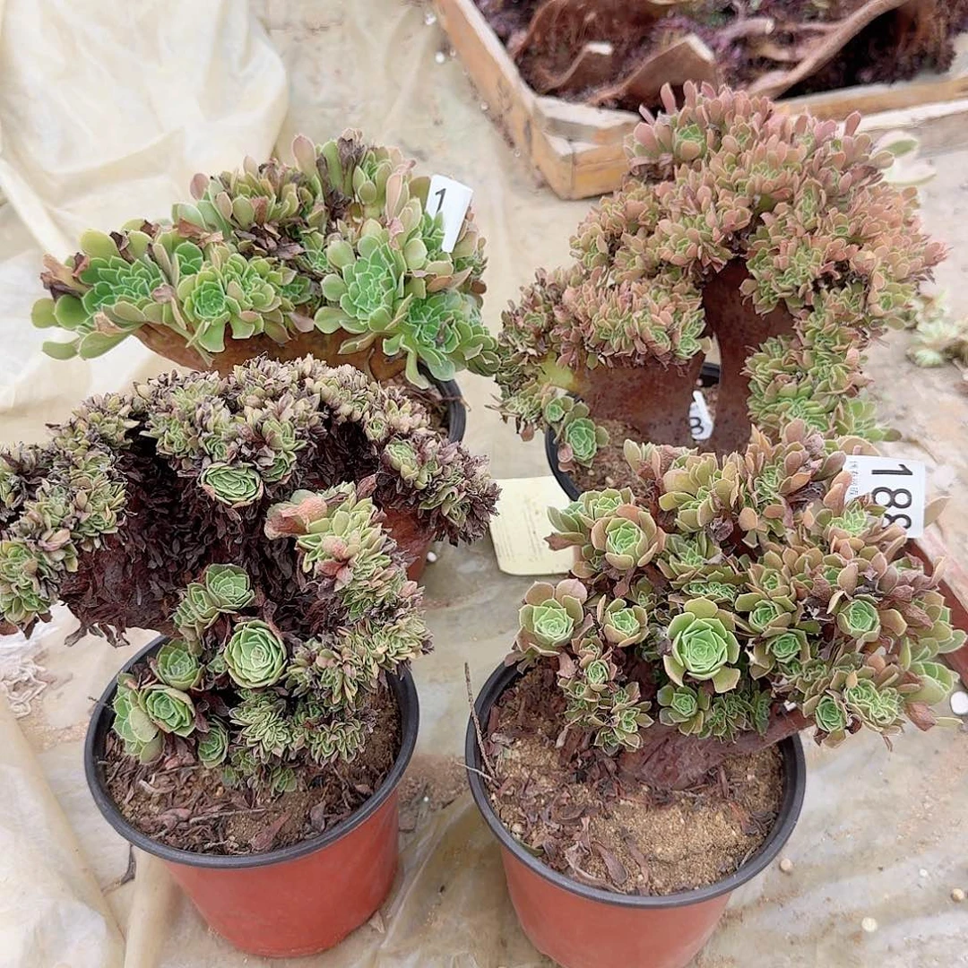 188万缀火玫瑰共4颗呀