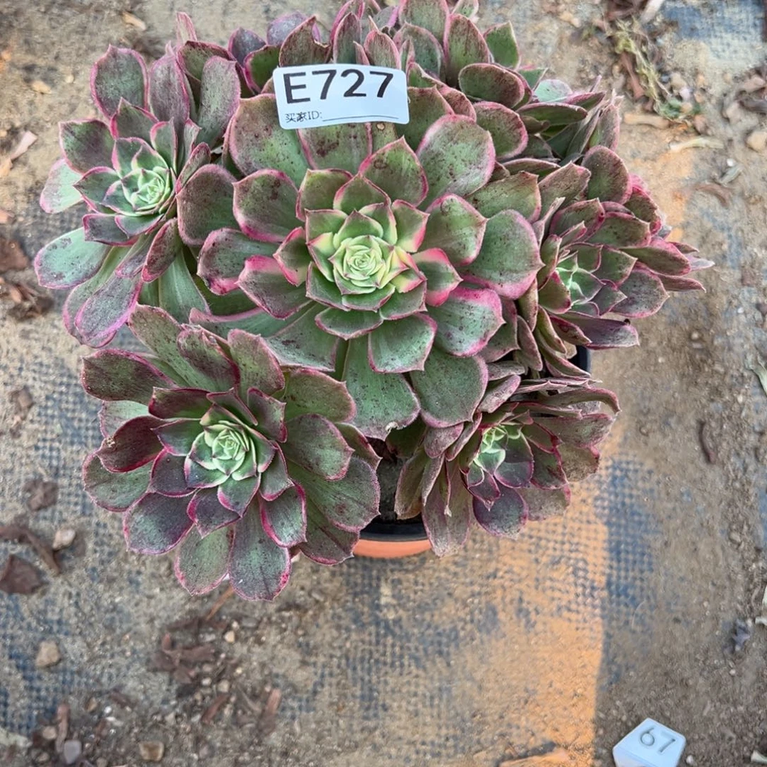 727孔雀翎多肉植物法师