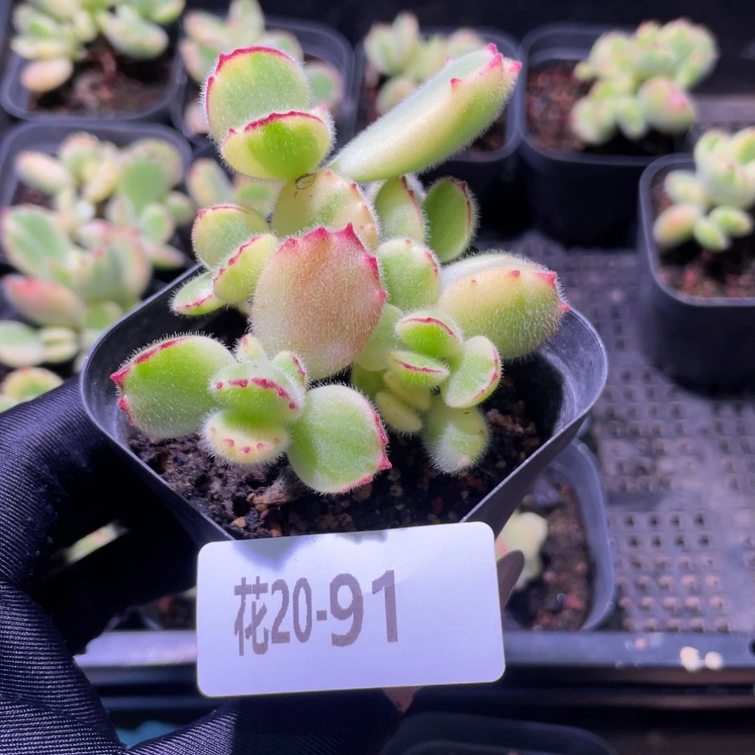 花利美20-91彩熊 不售后