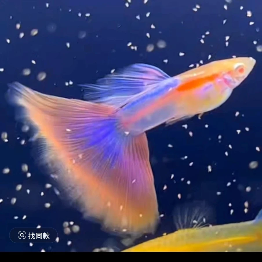 天使彩虹精品孔雀鱼（入缸后不包损）