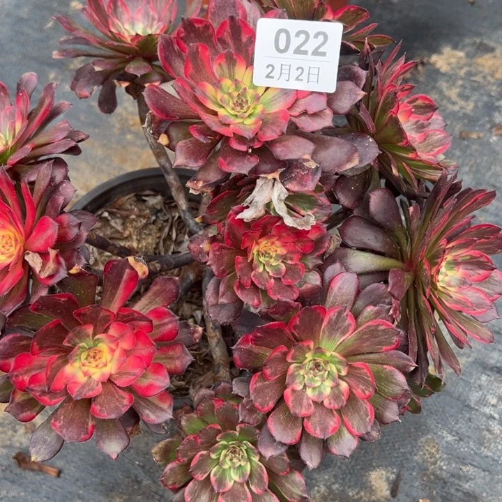 2.2-22烟花多肉植物