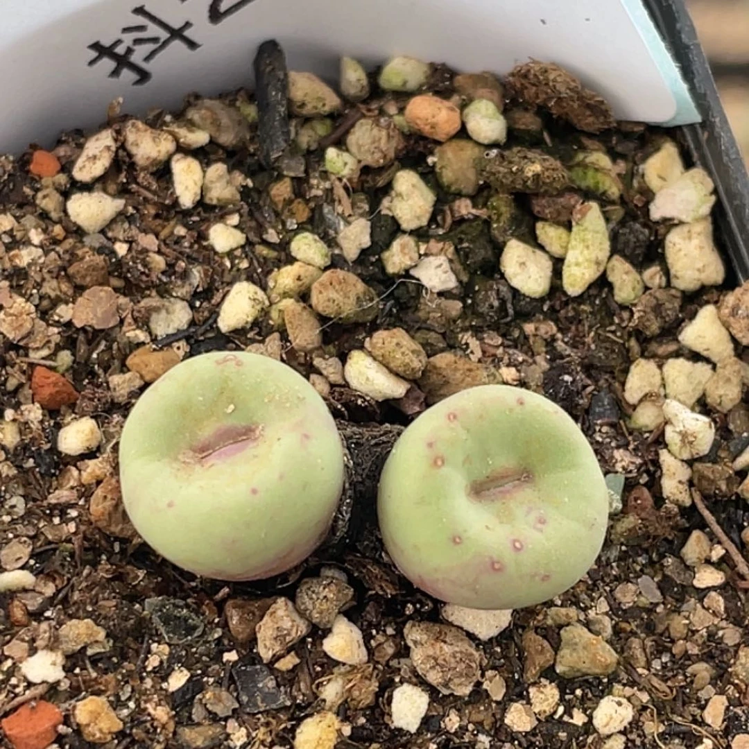 23-24嘴多肉植物肉锥