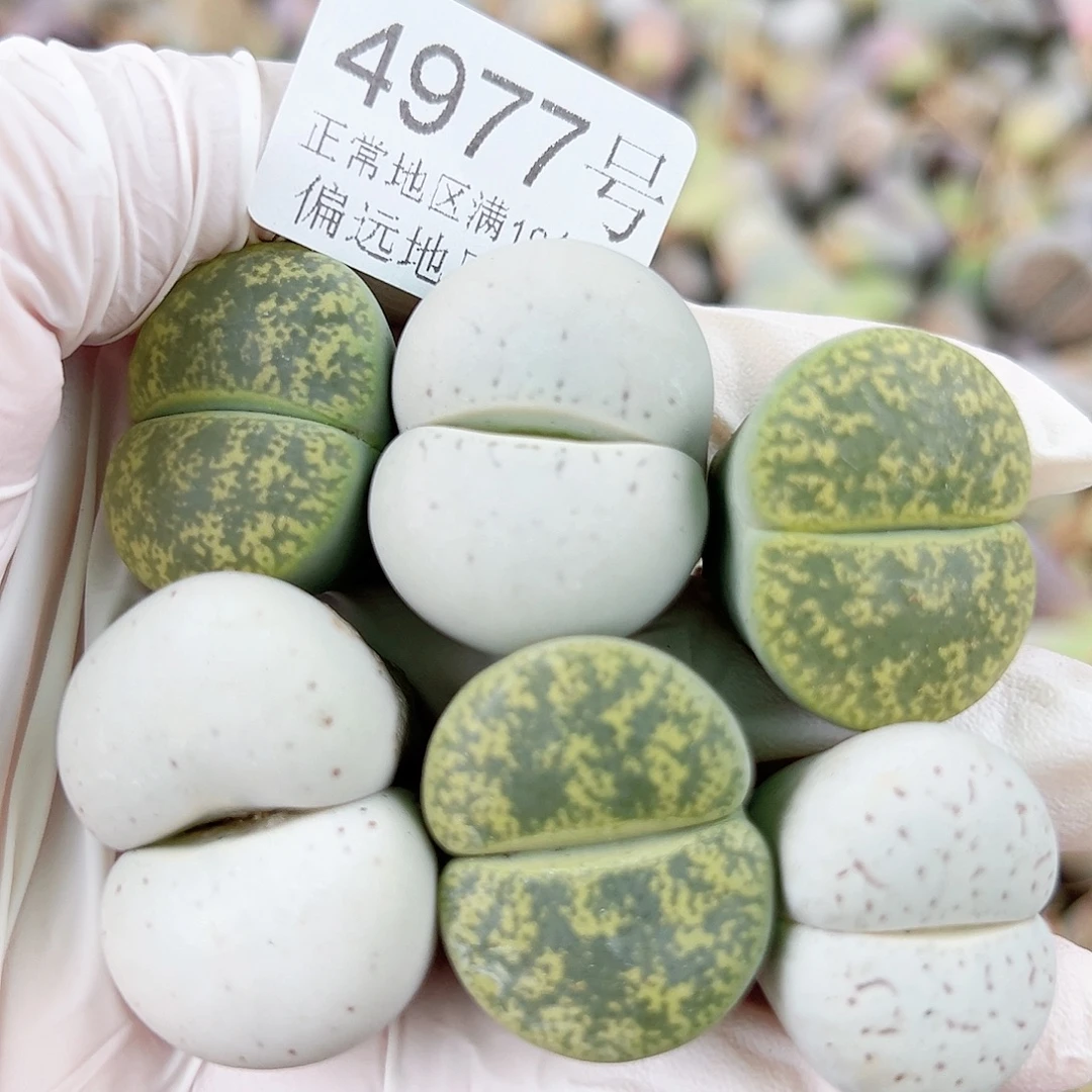 4977 好养易活生石花大母本6个2.5-3cm个别有老疤特价